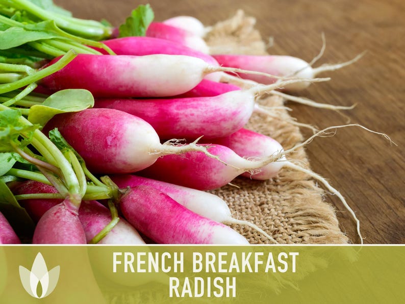 French Breakfast Radish Heirloom Seeds image 10