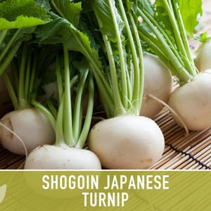 Shogoin Japanese Turnip Heirloom Seeds - Root Vegetables, Fall Garden, Microgreens, Container Garden, Non-GMO Bild 9