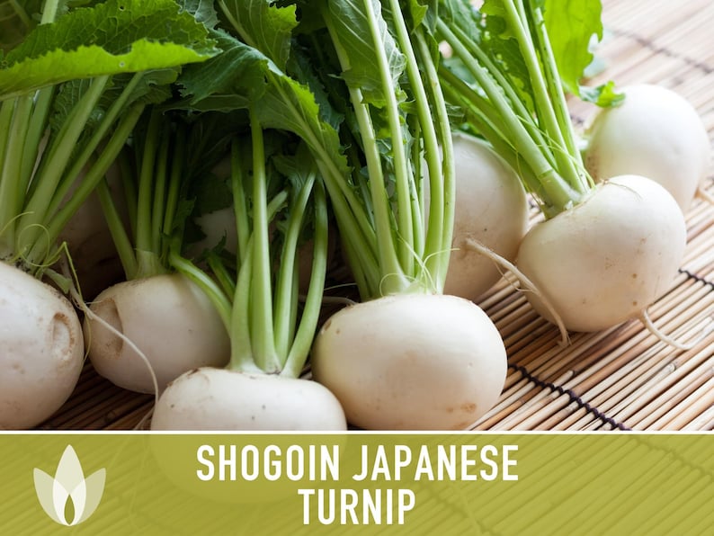 Shogoin Japanese Turnip Heirloom Seeds - Root Vegetables, Fall Garden, Microgreens, Container Garden, Non-GMO Bild 9