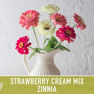 Strawberry Cream Zinnia Seeds | 100+ Seeds, Heirloom Flower Mix for Pollinator Gardens & Bouquets! image 7
