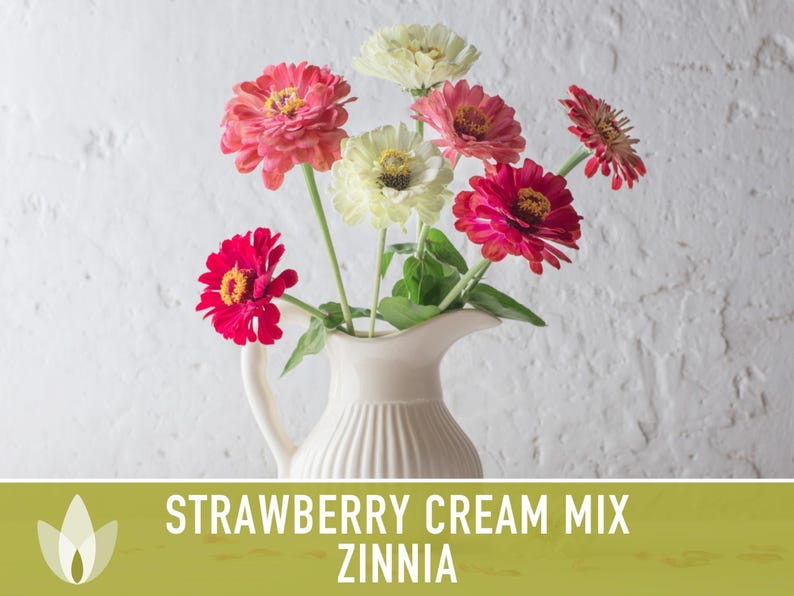 Strawberry Cream Zinnia Seeds | 100+ Seeds, Heirloom Flower Mix for Pollinator Gardens & Bouquets! image 7