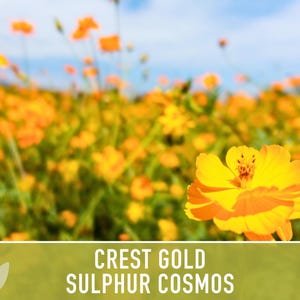 Sulphur Cosmos Seeds, Crest Gold, Pollinator Friendly (Non-GMO) image 5