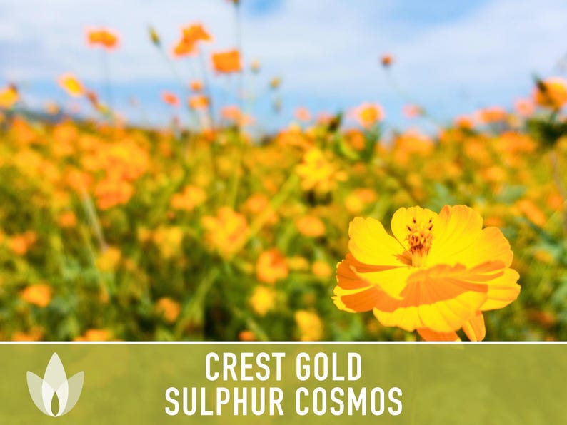 Sulphur Cosmos Seeds, Crest Gold, Pollinator Friendly (Non-GMO) image 5