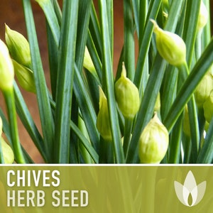 Chives Heirloom Herb Seeds image 7