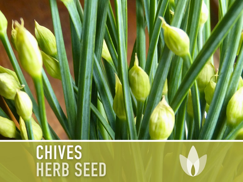 Chives Heirloom Herb Seeds image 7