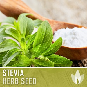 Stevia (Sugar Leaf) Seeds - Heirloom Seeds, Sugar Substitute, Natural Sweetener, Zero Calories, Sweet Herb, Stevia Rebaudiana, Non-GMO