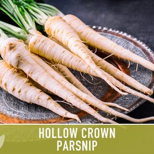 Hollow Crown Parsnip Heirloom Seeds - Non-GMO, Open Pollinated, Untreated, Root Vegetables, Fall Garden image 5
