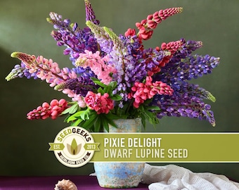 Pixie Delight Dwarf Lupine Seeds | 50+ Seeds, Containers & Gardens, Heirloom Flower, Lupinus hartwegii nanus