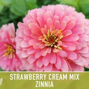 Strawberry Cream Zinnia Seeds | 100+ Seeds, Heirloom Flower Mix for Pollinator Gardens & Bouquets! image 8