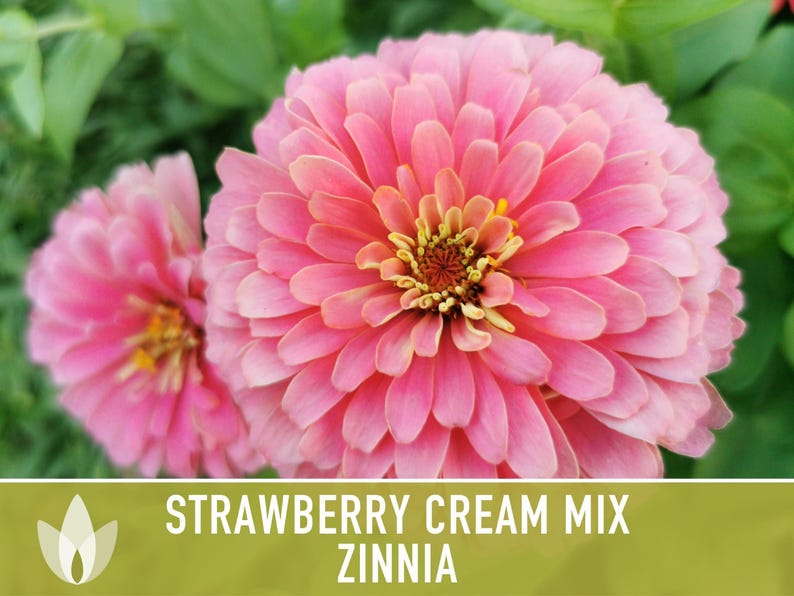 Strawberry Cream Zinnia Seeds | 100+ Seeds, Heirloom Flower Mix for Pollinator Gardens & Bouquets! image 8