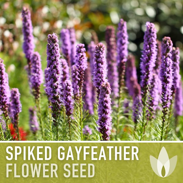 Spiked Gayfeather Flower Seeds - Heirloom Seeds, Medicinal Plant, Monarch Favorite, Blazing Star, Prairie Feather, Liatris Spicata, Non-GMO