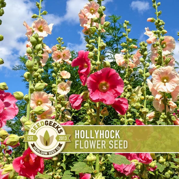 Hollyhock Flower Seeds | 25+ Seeds, Heirloom, Pink, Yellow, Red & White Blend, Non-GMO, Alcea Rosea