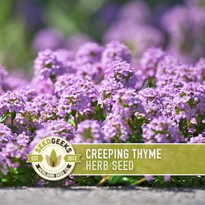 May include: A close-up of creeping thyme herb seed, showcasing clusters of small, vivid purple flowers. The background is a soft green. A banner displays "CREEPING THYME HERB SEED" and the Seed Geeks logo.