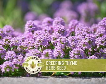 May include: Close-up of creeping thyme herb seed with small, vibrant purple flowers. The image features a blurred green background and a banner with the text "CREEPING THYME HERB SEED" and the Seed Geeks logo.