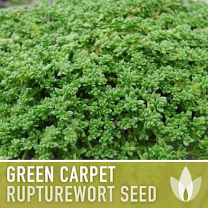 Rupturewort Green Carpet Seeds Heirloom Seeds, Alternative Lawn, Ground Cover, Evergreen, Dense Green Carpet, Open Pollinated, Non-GMO image 3
