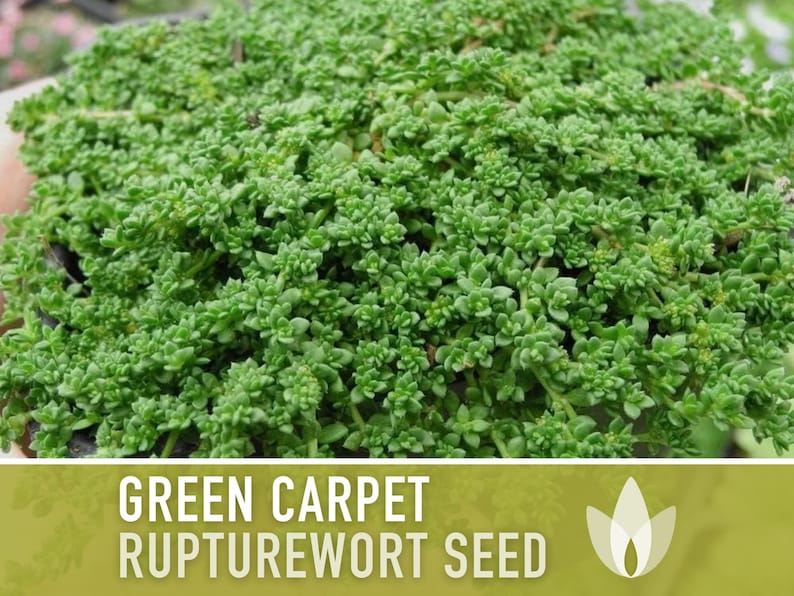 Rupturewort Green Carpet Seeds Heirloom Seeds, Alternative Lawn, Ground Cover, Evergreen, Dense Green Carpet, Open Pollinated, Non-GMO image 3