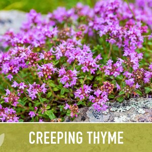Semillas de tomillo rastrero / Más de 50 semillas, hierba culinaria tradicional, cobertura del suelo, flores aromáticas, Thymus serpyllum imagen 5