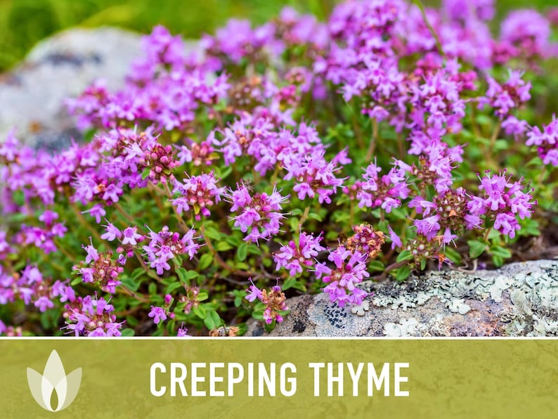 Semillas de tomillo rastrero / Más de 50 semillas, hierba culinaria tradicional, cobertura del suelo, flores aromáticas, Thymus serpyllum imagen 5