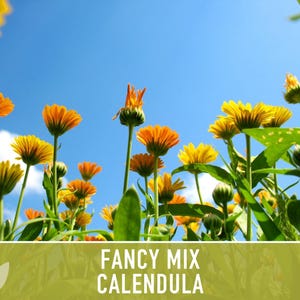 Calendula Fancy Mix Seed | 50+ Seeds, Heirloom Flower, Non-GMO, Cool-Weather Annual, Calendula officinalis image 9