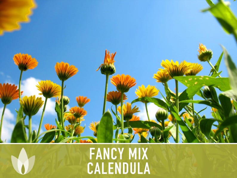 Calendula Fancy Mix Seed | 50+ Seeds, Heirloom Flower, Non-GMO, Cool-Weather Annual, Calendula officinalis image 9