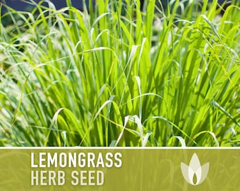 Lemongrass Herb Heirloom Seeds - Culinary & Medicinal Herb, Tropical Herb, Hydroponics, OP, Non-GMO