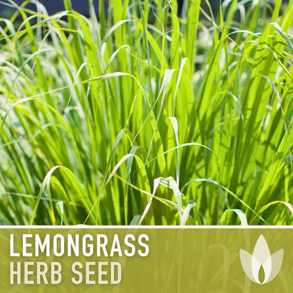 Lemongrass Herb Heirloom Seeds - Culinary & Medicinal Herb, Tropical Herb, Hydroponics, OP, Non-GMO