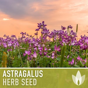 Astragalus Herb Seeds - Heirloom Seeds, Ground Cover, Chinese Milk Vetch, Huang Qi, Traditional Chinese Medicine, Adaptogen, Non-GMO