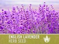 English Lavender Heirloom Herb Seeds