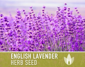 English Lavender Heirloom Herb Seeds