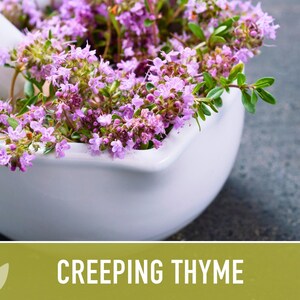 Semillas de tomillo rastrero / Más de 50 semillas, hierba culinaria tradicional, cobertura del suelo, flores aromáticas, Thymus serpyllum imagen 10