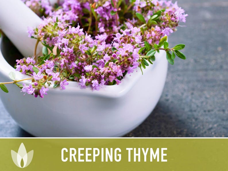 Semillas de tomillo rastrero / Más de 50 semillas, hierba culinaria tradicional, cobertura del suelo, flores aromáticas, Thymus serpyllum imagen 10