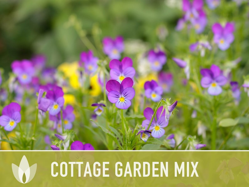 Cottage Garden Wildflower Seed Mix Seed Packets Heirloom Etsy