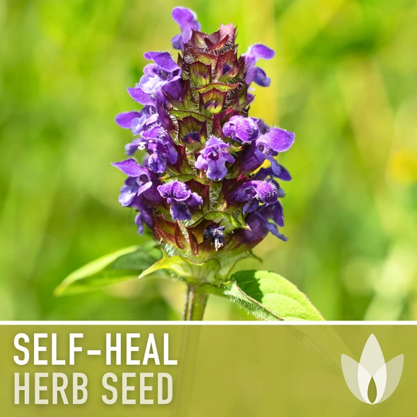 Self Heal, Heal All Seeds - Heirloom Seeds, Medicinal Herb Seeds, Herbal Remedy, Heart-of-the-Earth, Open Pollinated, Non-GMO