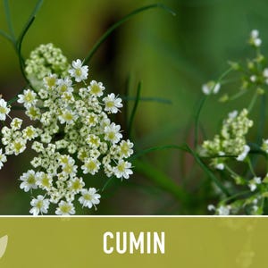 Cumin Herb Heirloom Seeds afbeelding 10