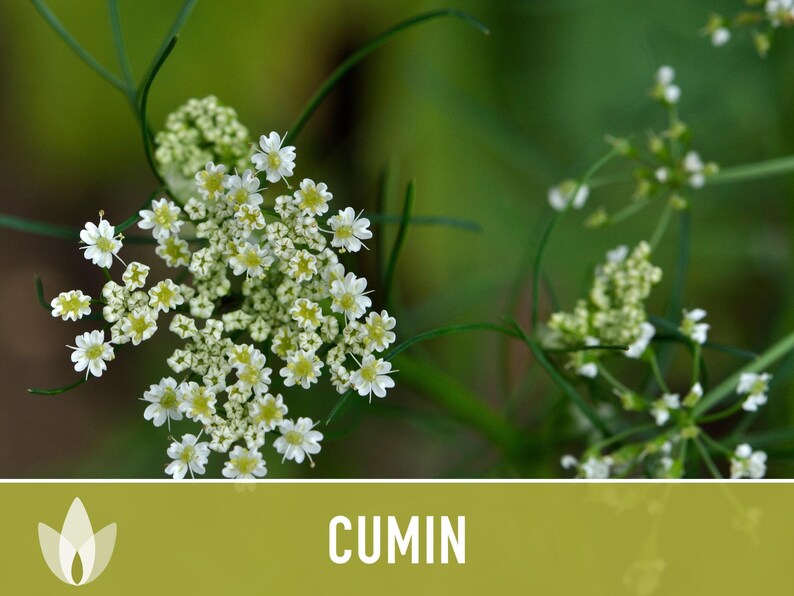 Cumin Herb Heirloom Seeds afbeelding 10