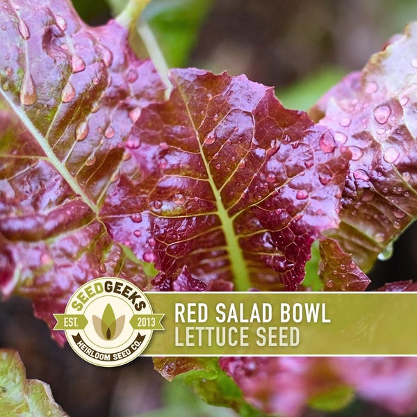 Red Salad Bowl Lettuce Heirloom Seeds