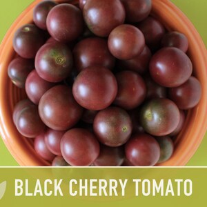 Black Cherry Tomato Seeds - Heirloom, Non-GMO image 11