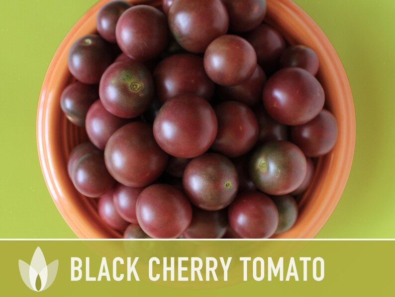 Black Cherry Tomato Seeds - Heirloom, Non-GMO image 11
