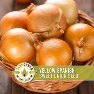 May include: A wicker basket filled with several yellow Spanish sweet onions. The onions are a golden-brown color and have a papery outer layer. The image includes a logo that reads "Seed Geeks" and "Yellow Spanish Sweet Onion Seed."