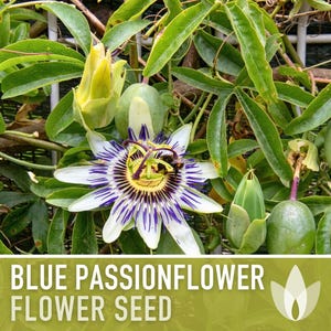 Blue Passionflower Seeds | 20+ Seeds, Heirloom, Non-GMO, Vining Flower, Fragrant, Medicinal, Passiflora caerulea image 9