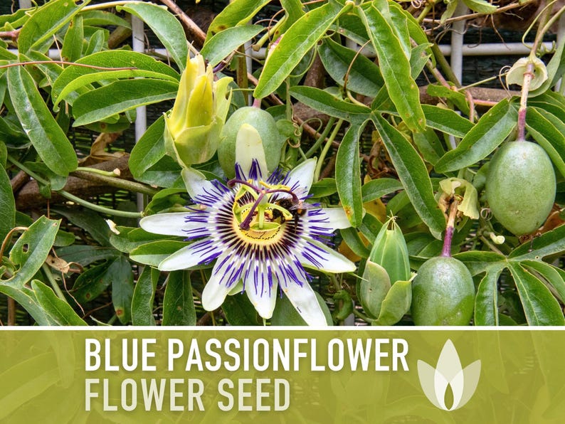 Blue Passionflower Seeds | 20+ Seeds, Heirloom, Non-GMO, Vining Flower, Fragrant, Medicinal, Passiflora caerulea image 9
