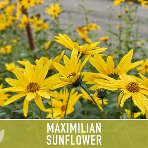 Maximilian Perennial Sunflower Heirloom Seeds Native, Non-GMO, Open Pollinated, Untreated, Flower Seeds, Perennial, Native, Wildflower image 8