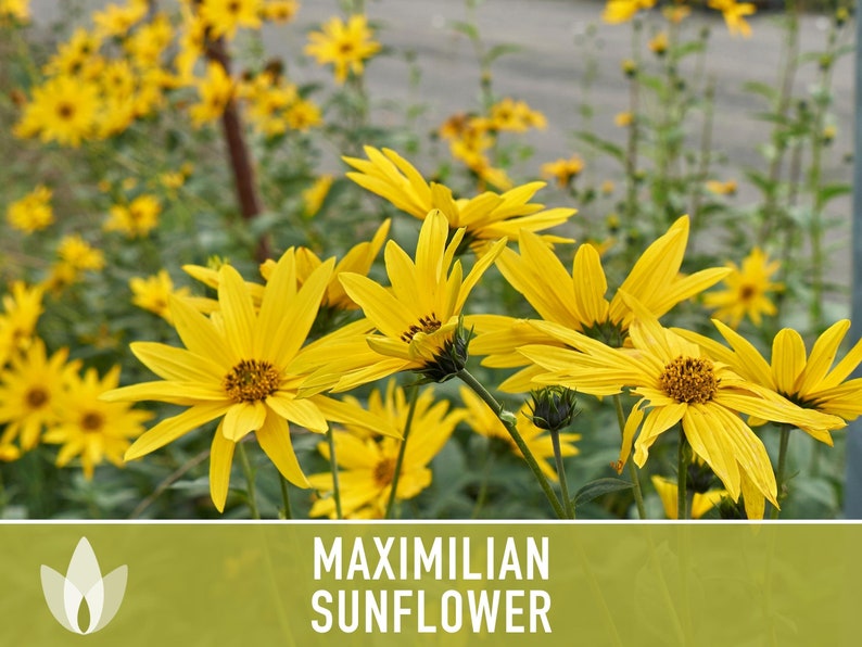 Maximilian Perennial Sunflower Heirloom Seeds Native, Non-GMO, Open Pollinated, Untreated, Flower Seeds, Perennial, Native, Wildflower image 8