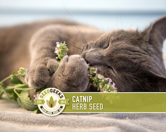 Könnte beinhalten: Eine graue Katze liegt auf einer weichen, grauen Oberfläche und genießt Katzenminze. Die Katze hält die Katzenminze sanft mit ihren Pfoten. Der Text "CATNIP HERB SEED" ist auf einem grünen Banner zu sehen. Das Seed Geeks-Logo ist ebenfalls sichtbar.