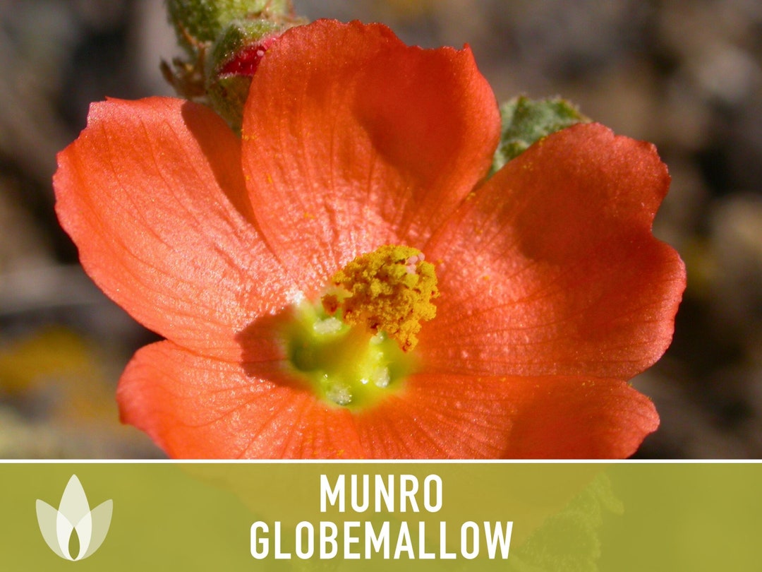 Munro's Globemallow Seeds Heirloom Seeds, Desert Hollyhock, Globe