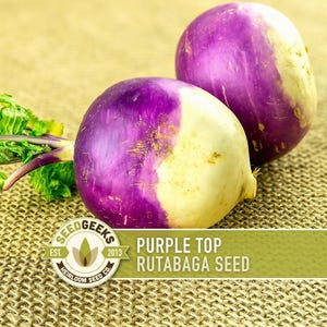 May include: Two purple top rutabaga seeds with a white base are displayed on a textured surface. Green leaves and stems are visible near one of the rutabagas. The image includes the text "Purple Top Rutabaga Seed" and the Seed Geeks logo.