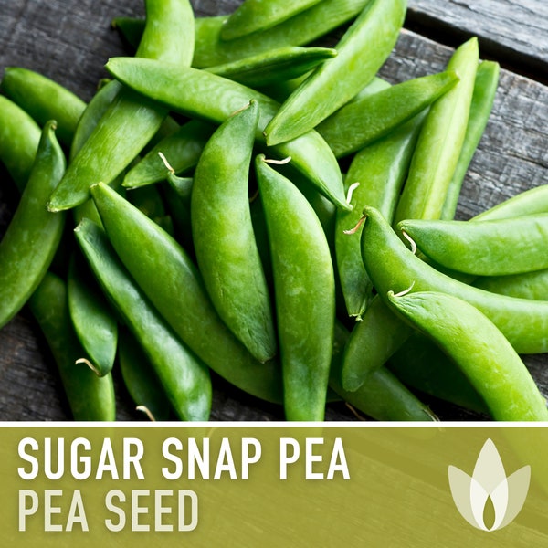 Sugar Snap Pea Heirloom Seeds