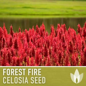 Celosia, Forest Fire Seeds - 50 Heirloom Flower Seeds, Fiery Red Plumes, Long Blooming, Easy Grow, Dried Bouquets, Celosia plumosa, Non-GMO