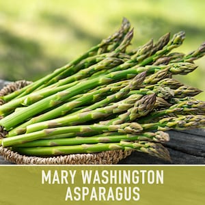 Mary Washington Asparagus Seeds, Heirloom Vegetable, Non-GMO image 4