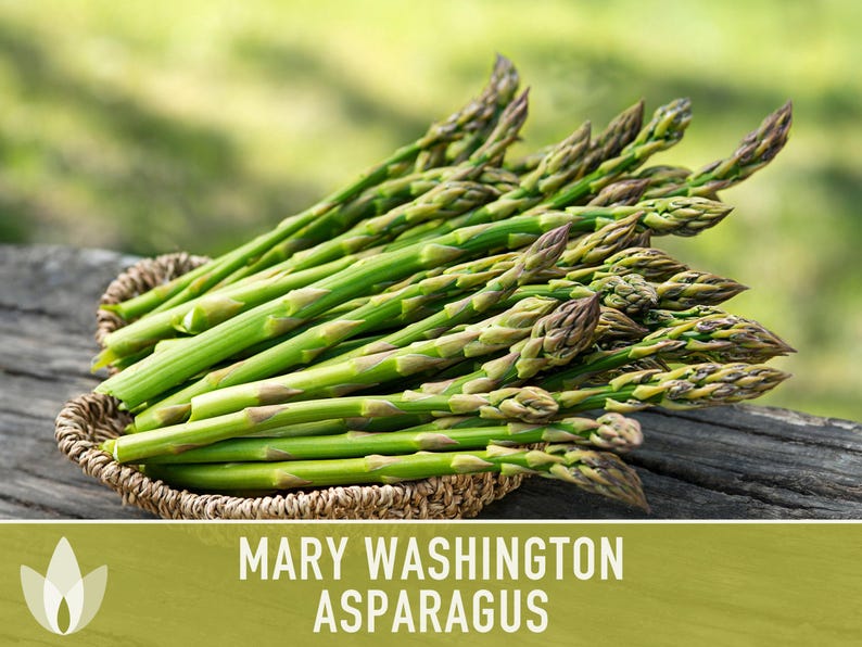 Mary Washington Asparagus Seeds, Heirloom Vegetable, Non-GMO image 4